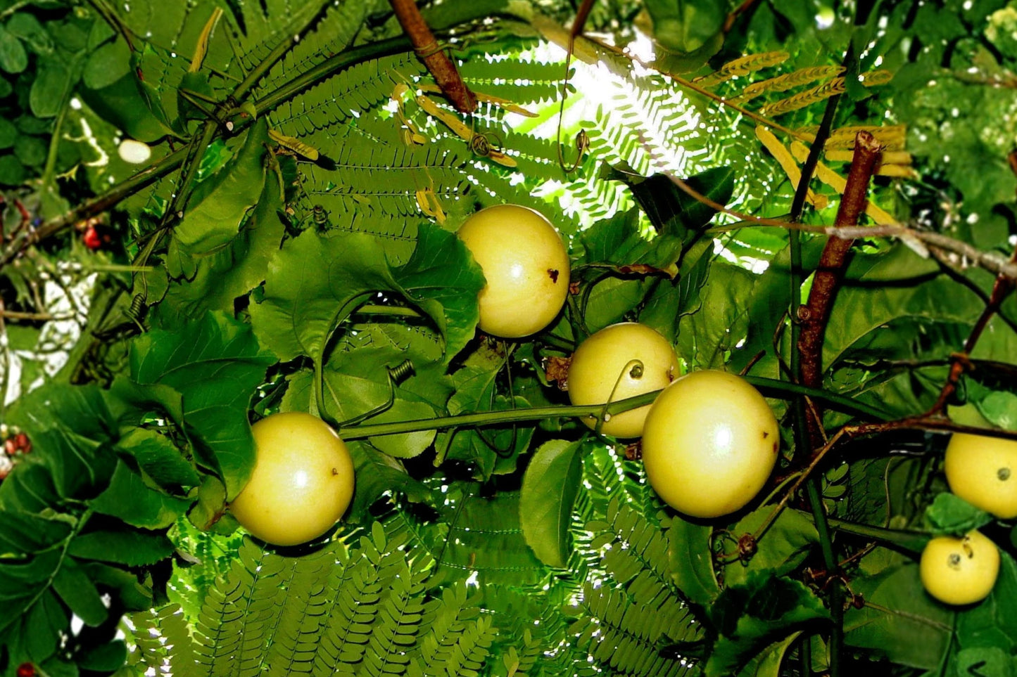 Yellow Passionfruit Seeds, Passiflora edulis f. flavicarpa, Tropical Vine Seeds, Edible Fruit Plant, 25 Seeds