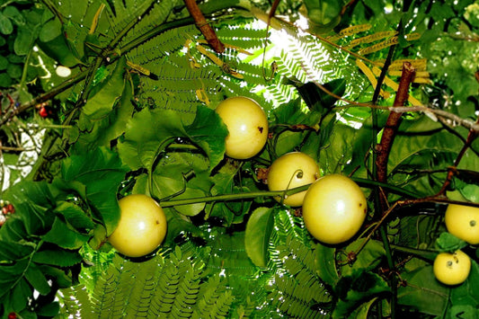 Yellow Passionfruit Seeds, Passiflora edulis f. flavicarpa, Tropical Vine Seeds, Edible Fruit Plant, 25 Seeds