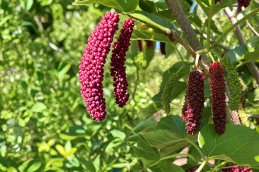 Pakistan Mulberry Live Rooted Plug, Morus macroura, 2 Inch Rooted Plug, Sweet Mulberry Fruit Tree Starter