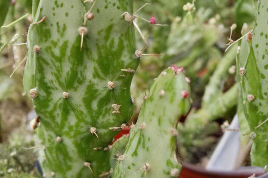 Variegated Prickly Pear Cactus Cutting, Opuntia monacantha 'Variegata', Rooting Cutting, Rare Variegated Cactus