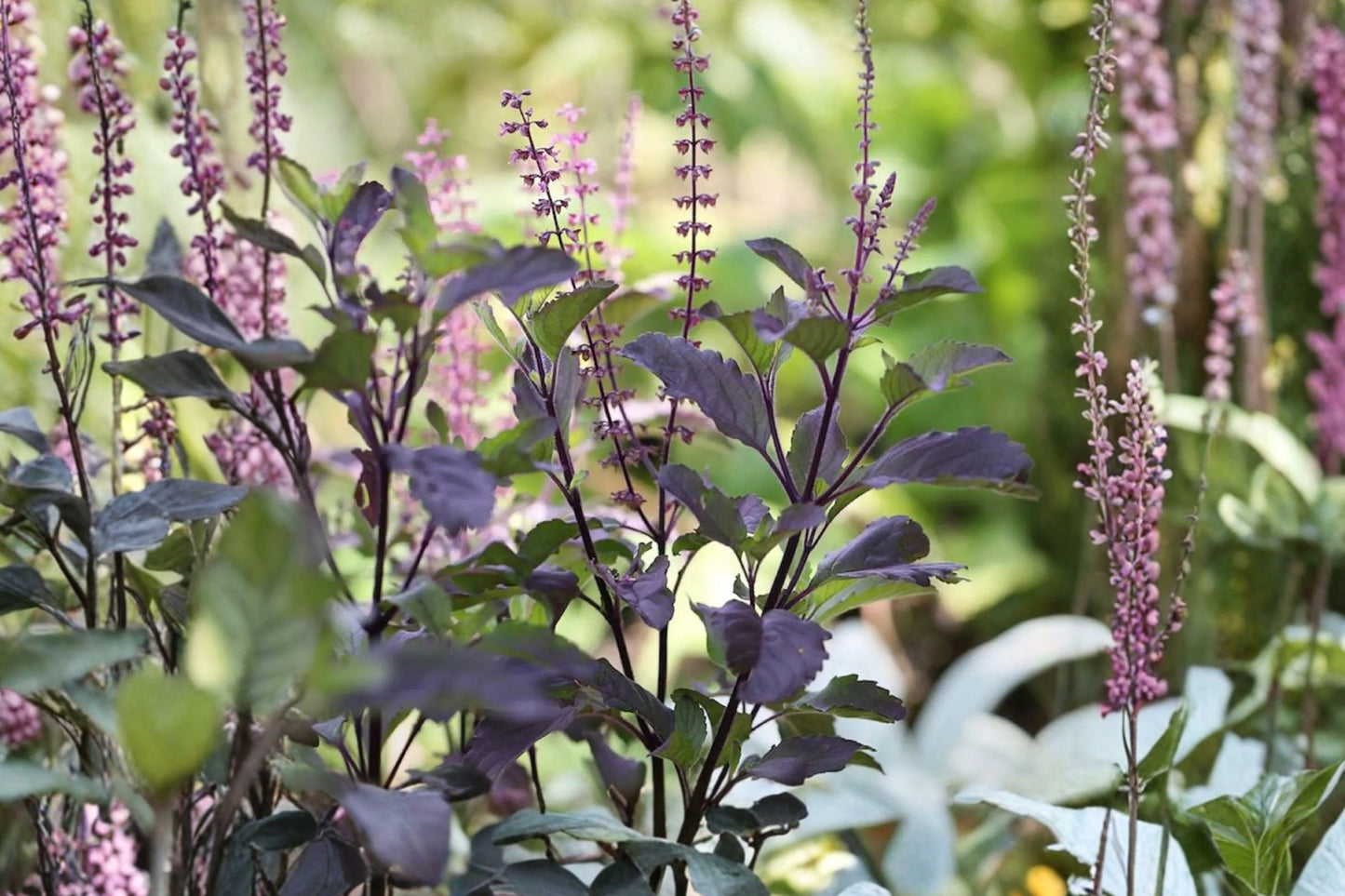 10 Krishna Holy Basil Plants, Ocimum tenuiflorum 'Krishna', Purple Leaf Tulsi, Live Herb Plants, 4 Inch Pots