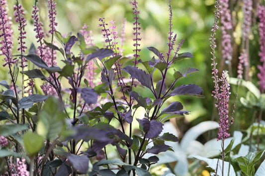 10 Krishna Holy Basil Plants, Ocimum tenuiflorum 'Krishna', Purple Leaf Tulsi, Live Herb Plants, 4 Inch Pots