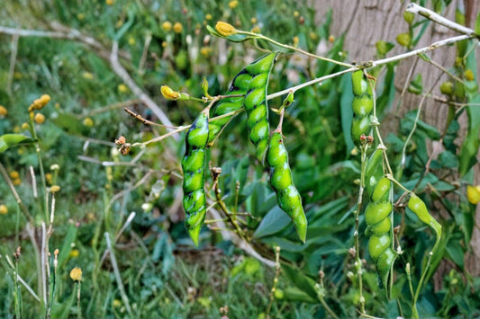 Pigeon Pea Live Plant, Cajanus cajan, 4 Inch Pot, Tropical Edible Pea Shrub, Nitrogen Fixing Garden Plant