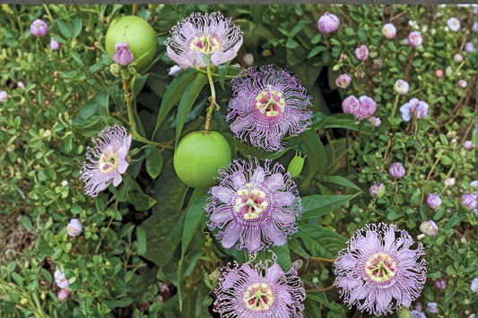 Native Passion Flower Live Plant, Passiflora incarnata, 4 Inch Pot, Maypop Vine, Butterfly & Pollinator Plant