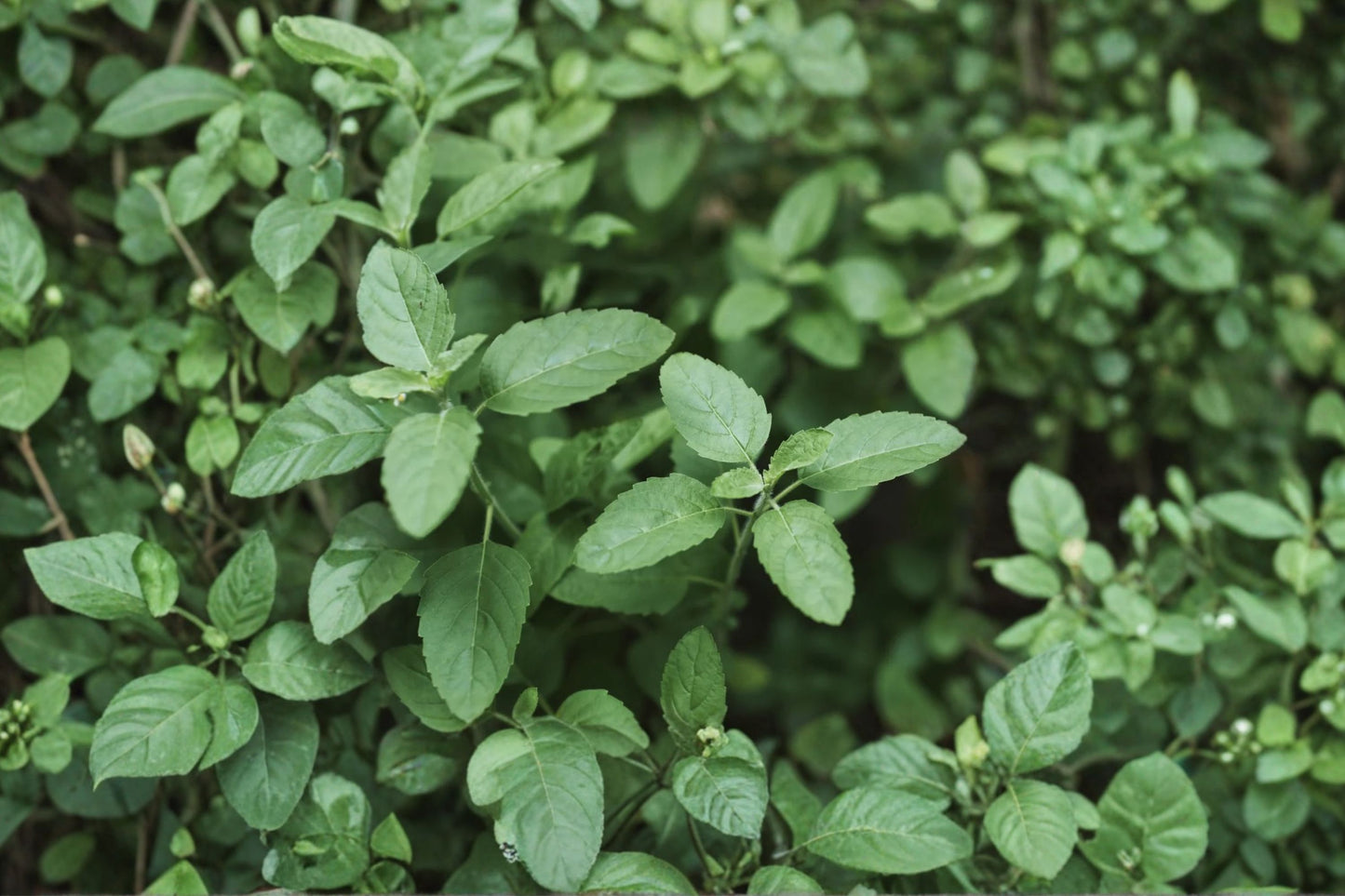 Rama Holy Basil Seeds, Ocimum tenuiflorum 'Rama', 50 Seeds, Green Tulsi Herb, Culinary & Pollinator Garden