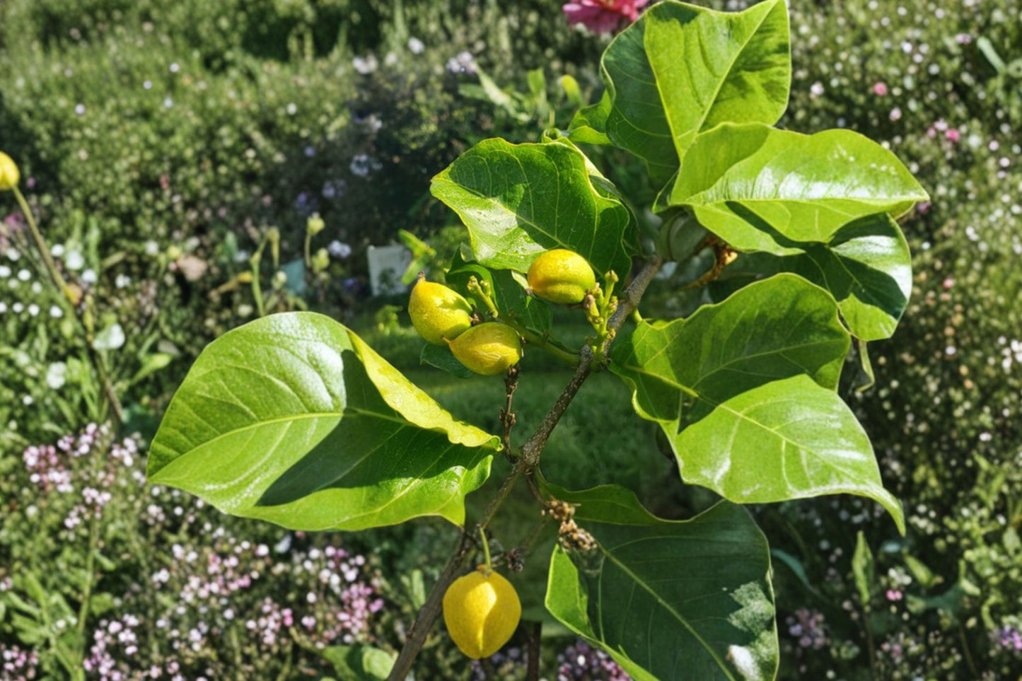Rare Peanut Butter Fruit Live Plant, Bunchosia argentea, 1 Gallon Pot, Tropical Fruit Tree, Exotic Edible Plant
