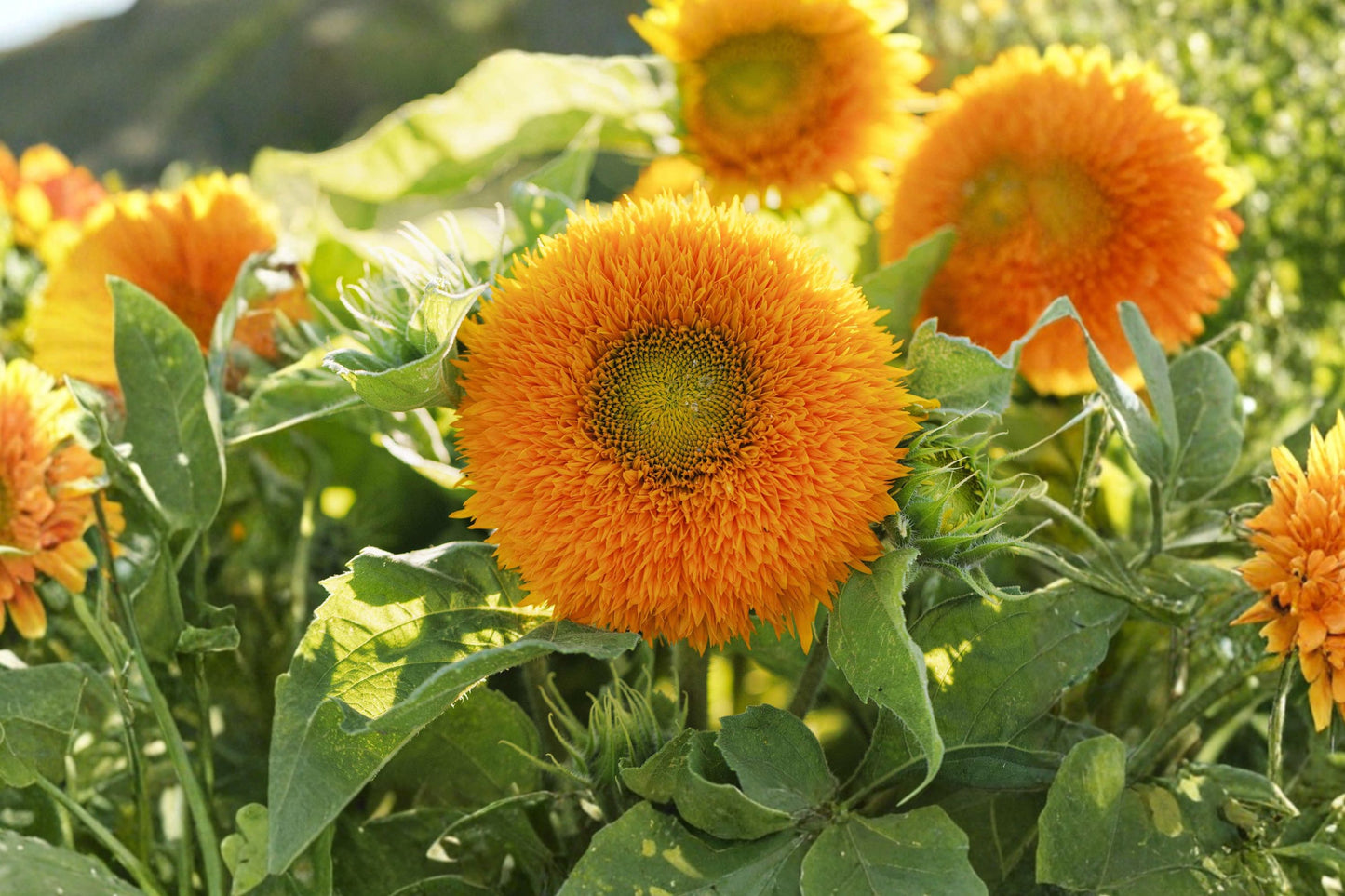 Dwarf Teddy Bear Sunflower Seeds, Helianthus annuus 'Teddy Bear', 15 Seeds, Easy Grow, Container Garden Flower