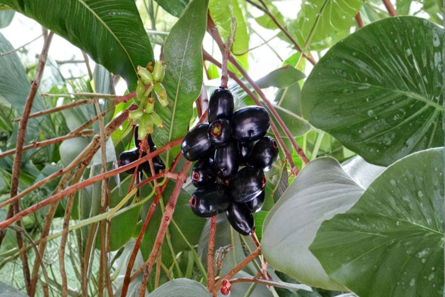 Java Plum Live Plant, Syzygium cumini, 1 Gallon Pot, Jamun Tree, Tropical Fruit Tree, Evergreen Plant