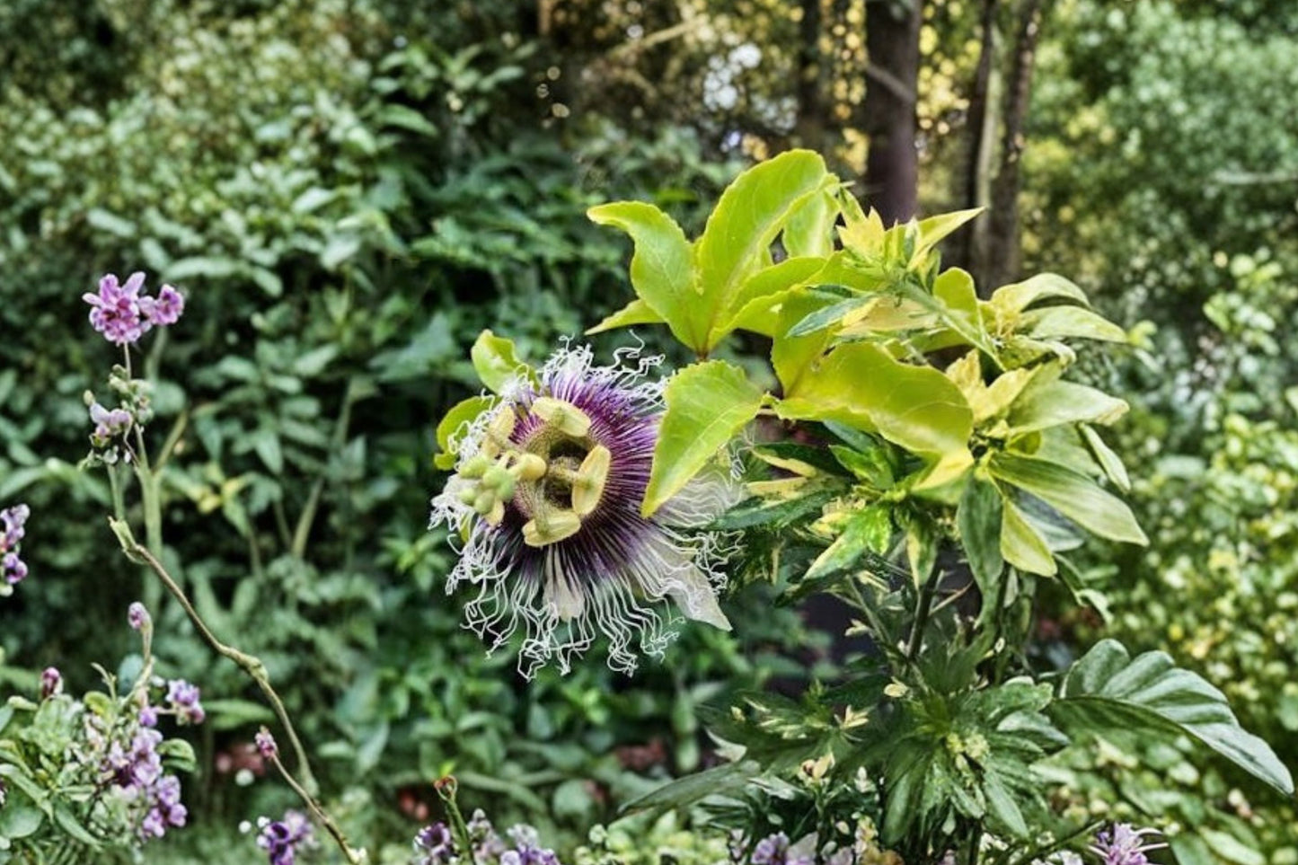 Purple Possum Passionfruit Live Rooted Plug, Passiflora edulis 'Purple Possum', 2 Inch Plug, Tropical Fruit Vine