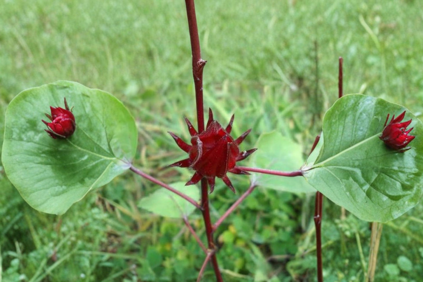 10 Organic Roselle Seeds, Hibiscus sabdariffa, Roselle Hibiscus Seeds, Herbal Tea Plant, Edible Flower Garden