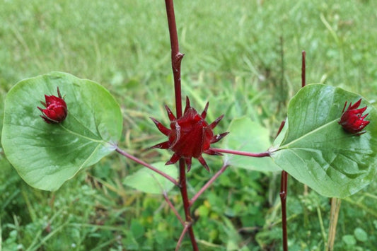 10 Organic Roselle Seeds, Hibiscus sabdariffa, Roselle Hibiscus Seeds, Herbal Tea Plant, Edible Flower Garden