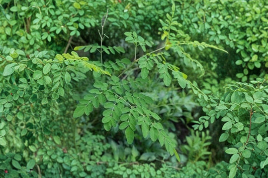 10 Moringa Oleifera Seeds, Moringa oleifera, Drumstick Tree Seeds, Fast Growing Tree, Edible Garden Seeds