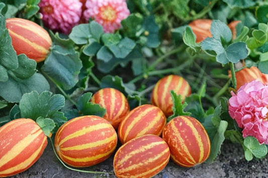 10 Rare Apple Melon Seeds, Cucumis melo, Heirloom Melon Seeds, Sweet Fruit Garden, Vegetable Garden Seeds