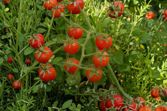 10 Florida Everglades Tomato Seeds, Solanum pimpinellifolium, Wild Tomato, Heirloom Garden Seeds, Cherry Tomato