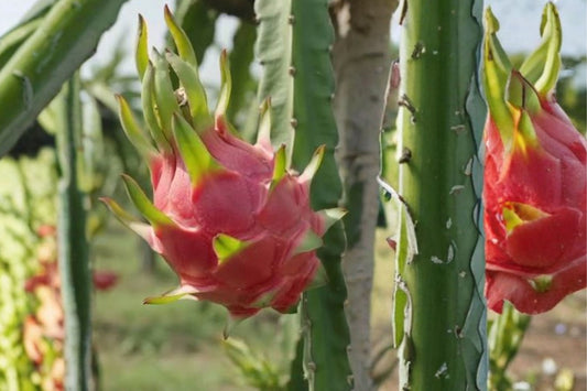 Red Dragon Fruit Live Plant, Selenicereus costaricensis, 4 Inch Pot, Rooted Pitaya Cactus, Tropical Fruiting Plant