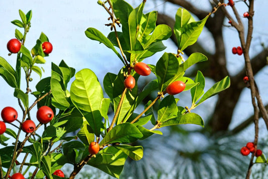 2 Miracle Berry Seeds, Synsepalum dulcificum, Miracle Fruit Seeds, Rare Tropical Plant, Exotic Garden Seeds