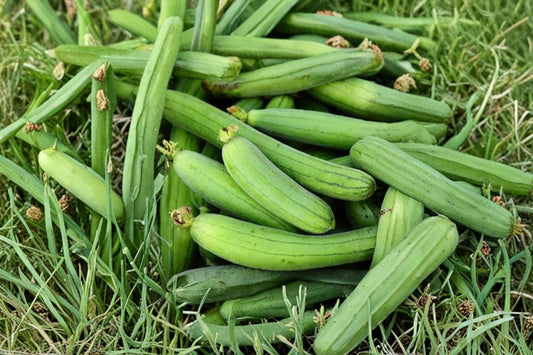 10 Luffa Seeds for Planting, Luffa aegyptiaca, Loofah Gourd Seeds, Heirloom Garden Seeds, Sponge Gourd Vine