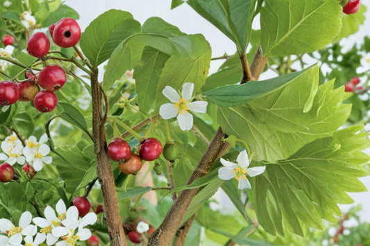 Strawberry Tree Live Plant, Muntingia calabura, 4 Inch Plastic Nursery Pot, Rare Tropical Fruit Tree, Jamaican Cherry