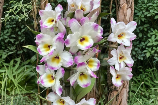 Dendrobium 'Line Dance Minuet' Live Orchid, Dendrobium 'Line Dance Minuet', 2 Inch Pot, Nobile Orchid Plant