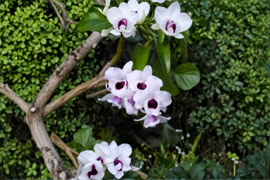 Variegated Dendrobium 'Yukidaruma King' Live Orchid, Dendrobium 'Yukidaruma King', Seedling, 2 Inch Pot, Nobile Orchid
