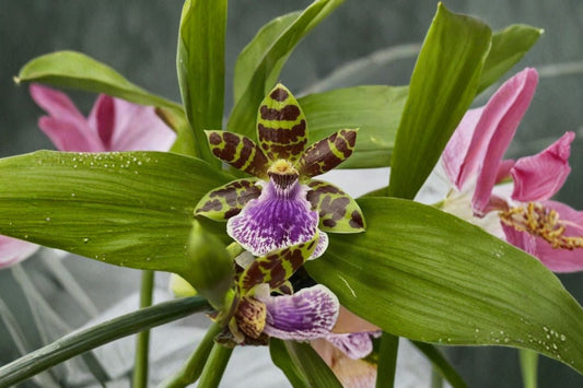 Zygopetalum 'Jumpin Jack' Live Orchid, Zygopetalum 'Jumpin Jack', Mature Plant, Fragrant Orchid, Blooming Size Clone