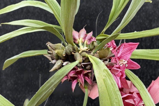 Bulbophyllum 'Pride of Papua' Live Orchid, Bulbophyllum 'Pride of Papua', Rare Hybrid, Collector Orchid, Mature Plant