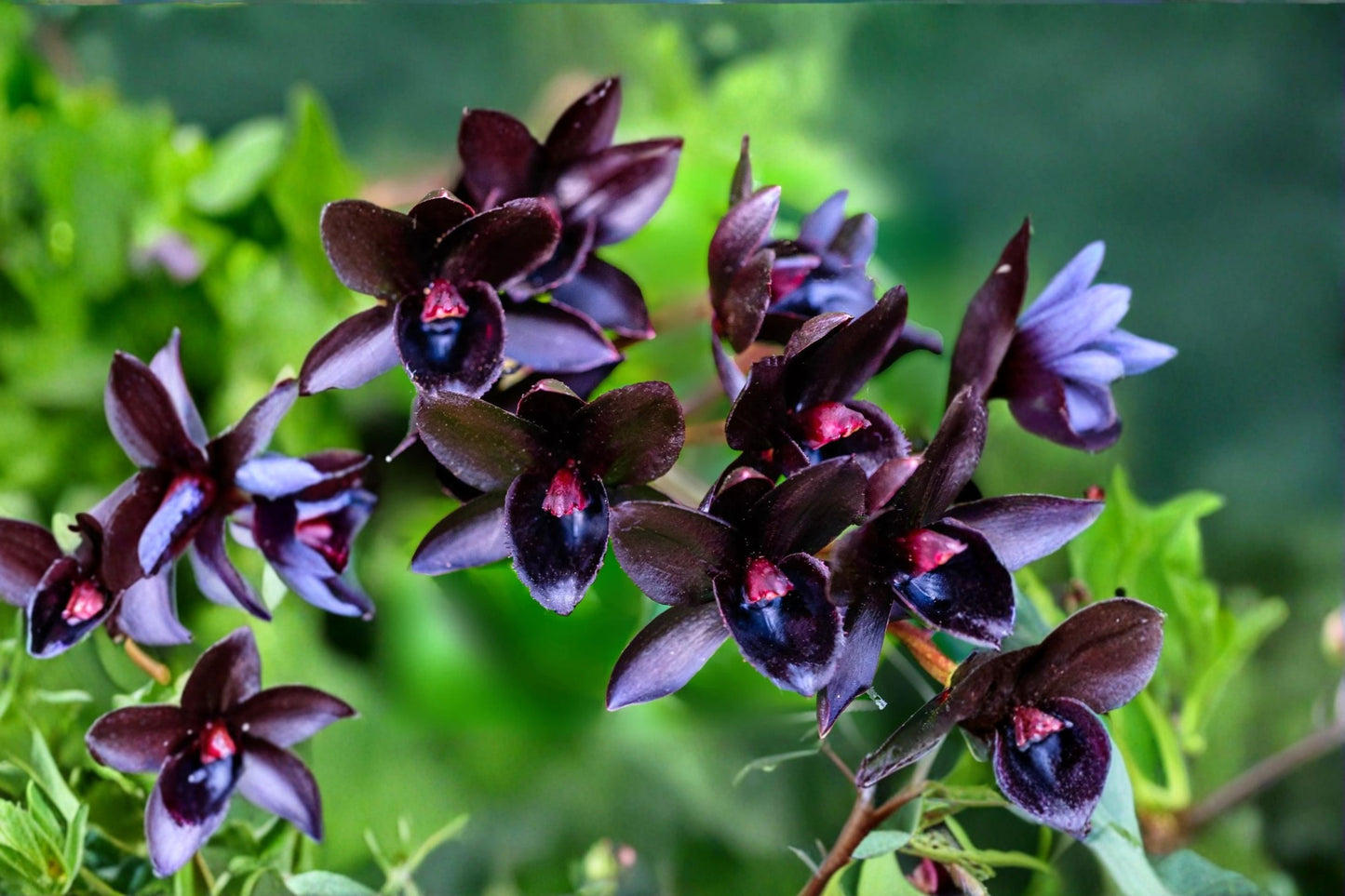 Catasetum 'After Dark Black Pearl' Live Orchid, Catasetum 'After Dark Black Pearl', Rare Black Orchid, Mature Plant