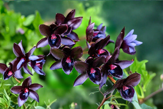 Catasetum 'After Dark Black Pearl' Live Orchid, Catasetum 'After Dark Black Pearl', Rare Black Orchid, Mature Plant