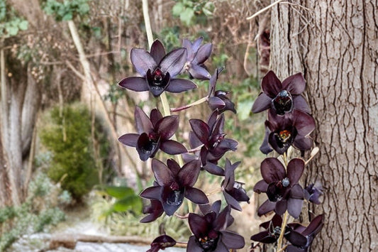 Catasetum 'Fdk. Kelly Longley Black' Live Orchid, Catasetum 'Fdk. Kelly Longley Black', Rare Black Orchid, Mature Plant