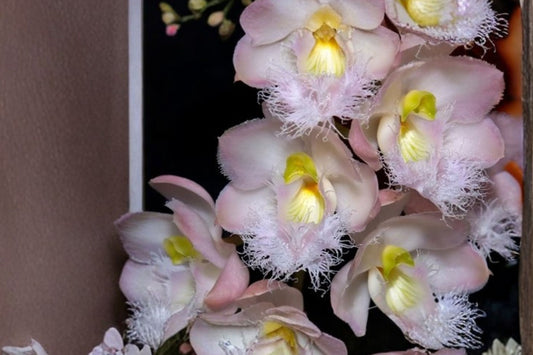 Clowesia 'Rebecca Northern Mikabi' Live Orchid, Clowesia 'Rebecca Northern Mikabi', Fragrant Orchid, Mature Plant