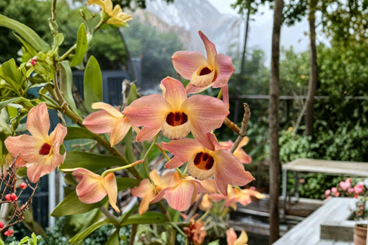 Dendrobium moschatum Live Orchid, Dendrobium moschatum, Rare Species Orchid, Mature Live Plant, Collector Orchid