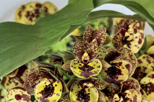Catasetum Hybrid Live Orchid, Catasetum Cyc. warczewiczii × 'The Grinch' 'Black Wings', Rare Mature Orchid