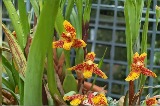 Maxillaria 'Memoria Ben Berliner' Live Orchid, Maxillaria 'Memoria Ben Berliner', Fragrant Mature Orchid Plant