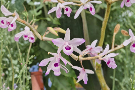 Dendrobium 'Rosy Cluster' Live Orchid, Dendrobium 'Rosy Cluster', Rare Mature Orchid Plant, Collector Orchid