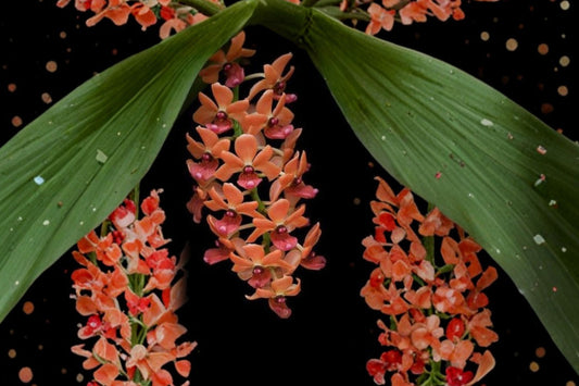 Rhynchostylis gigantea Orange Peach Live Orchid, Rhynchostylis gigantea, Fragrant Near Mature Orchid Plant