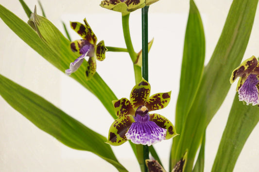 3 Seedling Surprise Orchid Bundle, Oncidium Zygopetalum Cattleya Dendrobium Hybrid Live Orchid Seedlings, Mystery Pack