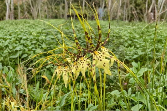 Oncidium Brassia verrucosa Hybrid Live Orchid, Oncidium Brassia verrucosa Hybrid, Mature Orchid Plant