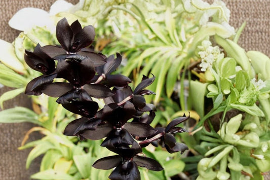Black Orchid Monnierara Millenium Magic 'Witchcraft' Live Plant, Monnierara 'Millenium Magic Witchcraft', Mature Orchid