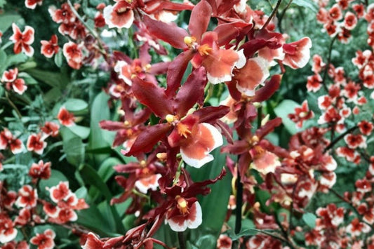 Oncidium Hilo Firecracker 'New Year' Live Orchid, Oncidium 'Hilo Firecracker New Year', Mature Orchid Plant