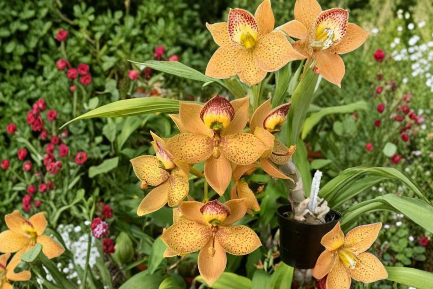 Catasetum Cyc. Jean Monnier × Cycnodes Brown's Choice Spotted Live Orchid, Catasetum Hybrid Mature Plant