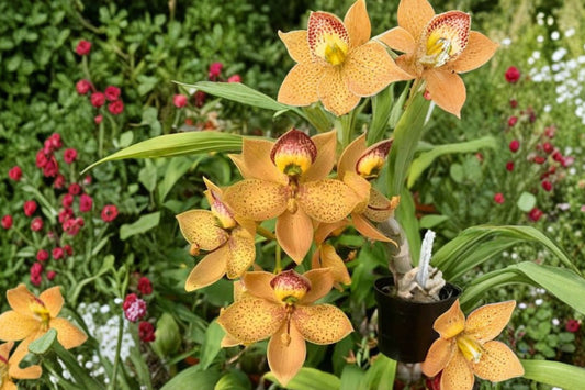 Catasetum Cyc. Jean Monnier × Cycnodes Brown's Choice Spotted Live Orchid, Catasetum Hybrid Mature Plant