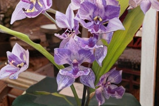 Zygonisia 'Murasaki Komachi' Live Orchid, Zygonisia 'Murasaki Komachi', Mature Orchid Plant, Fragrant Hybrid