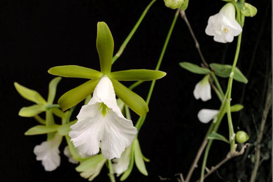 Prosthechea mariae Live Orchid, Prosthechea mariae, Rare Species Orchid, Mature Live Plant, Encyclia Orchid