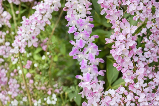 Aerides rosea Live Orchid, Aerides rosea, Rare Species Orchid, Mature Vanda Alliance Live Plant