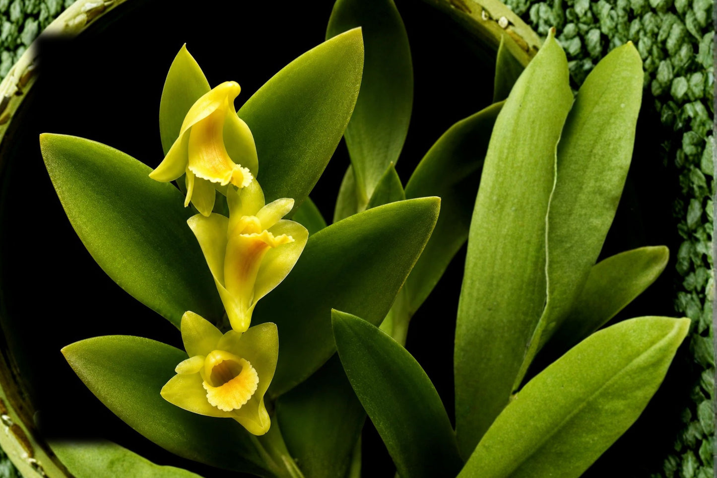 Dendrobium anceps Live Orchid, Dendrobium anceps, Very Rare Species Orchid, Mature Live Plant, Collector Orchid