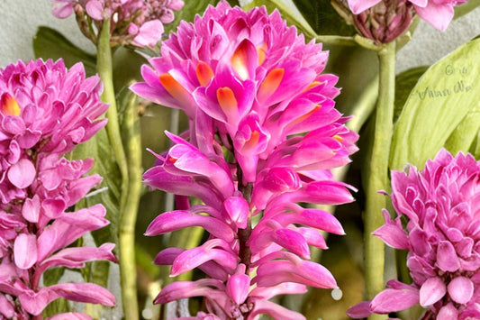 Dendrobium secundum Live Orchid, Dendrobium secundum, Rare Species Orchid, Mature Live Plant, Collector Orchid