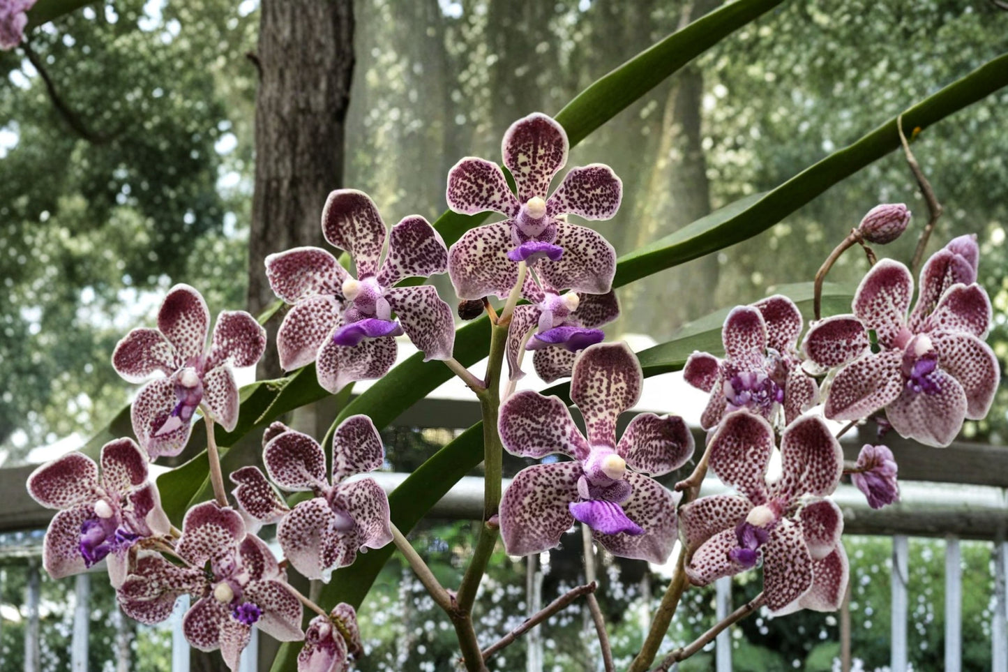Vanda Coral Delight × Vanda tessellata Live Orchid, Vanda Hybrid, Mature Live Orchid, Collector Plant