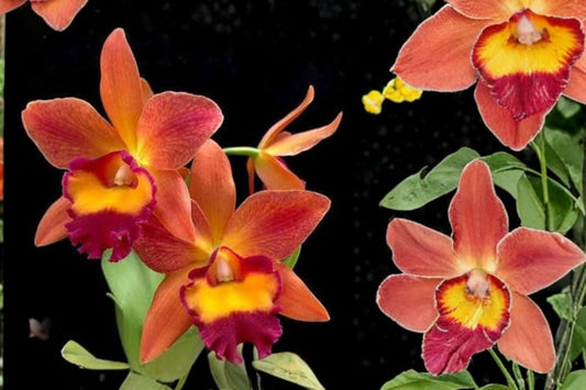Rhyncattleanthe 'Chief Sweet Orange' Live Orchid, Rhyncattleanthe 'Chief Sweet Orange', Mature Cattleya Orchid
