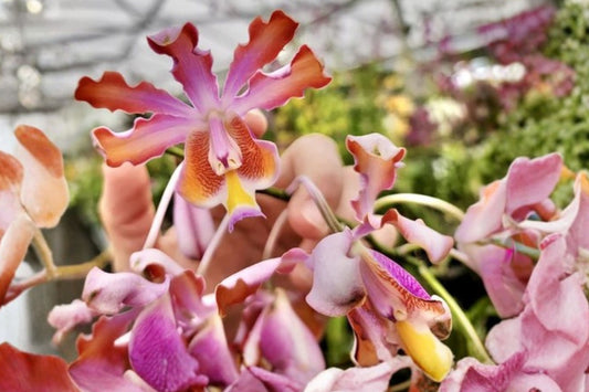 Bare Root Schomburgkia 'Luster' Live Orchid, Schomburgkia 'Luster' (Cattleya forbesii × Myrmecophila thomsoniana)