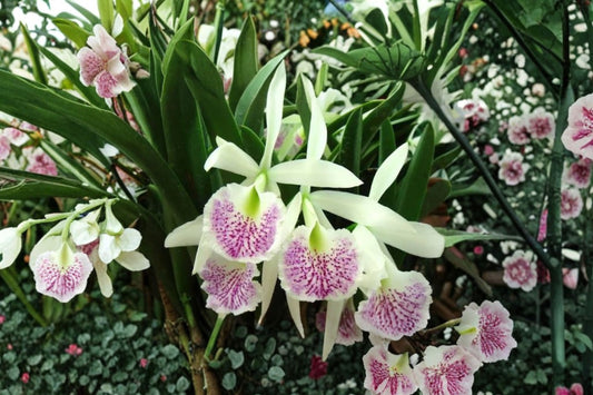 Brassocattleya 'Katherine H. Chatham' Live Orchid, Brassocattleya 'Katherine H. Chatham', Mature Cattleya Orchid